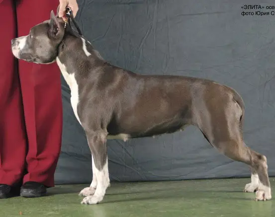 Ave Dekorum Viktoria