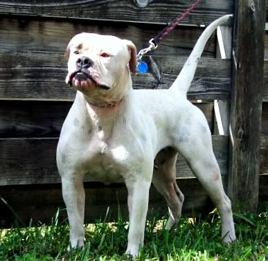 Everglade's Killean White