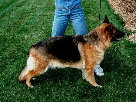 SG Odessa Vom Fleischerheim