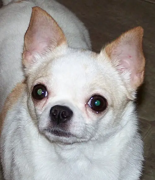 Fandango Fortune Cookie