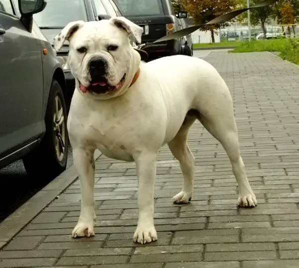 GrCH BY,CH RUS,CH BY, Breed,JCH BY,Breed Carpen Diaz Daniella