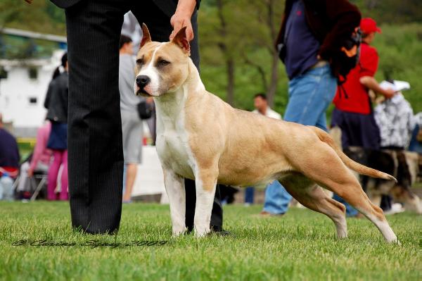 RJCH MDCH pureclass blue bolt