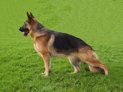 ISCH (IS) Gunnarsholts Joop