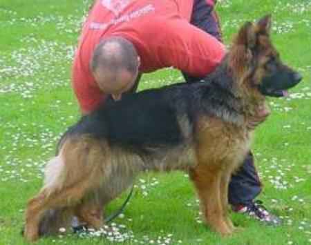 V Zaskia von Arminius