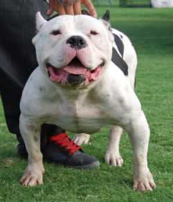 ABKC CH 'PR' Ironkast White Rhino