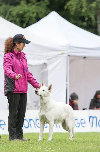 ITALIAN CH, SWISS CH, CROATIAN CH Alaska di Grande Inverno