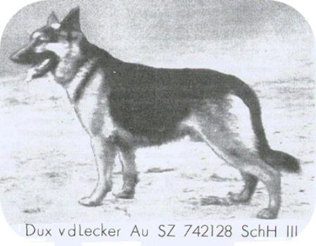 Dux von der Lecker Au