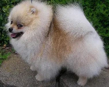 Trudy's Top Of The Line