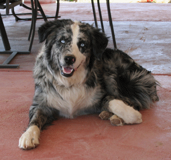 Wildwest Wizard of Fairoak