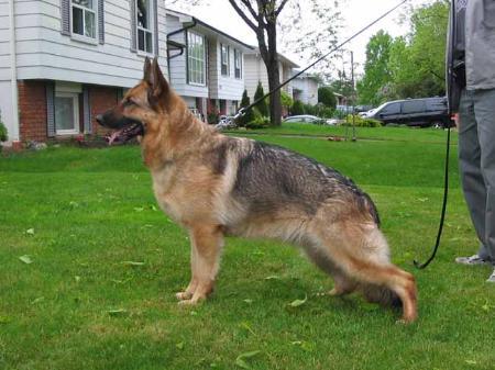 V Ronja vom Blackwood Castel