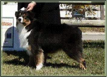 Wildvine Elegant Affair