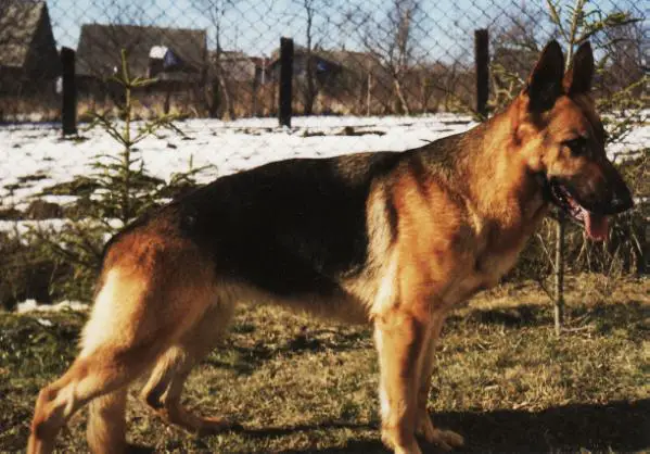 Sara Uzemie zazrakov