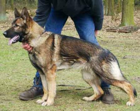 V Ninja vom Sternbusch