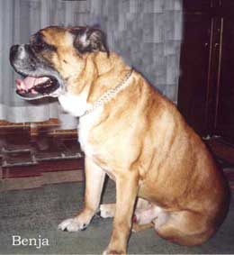 RUS CH Kastor's Haus Bengan