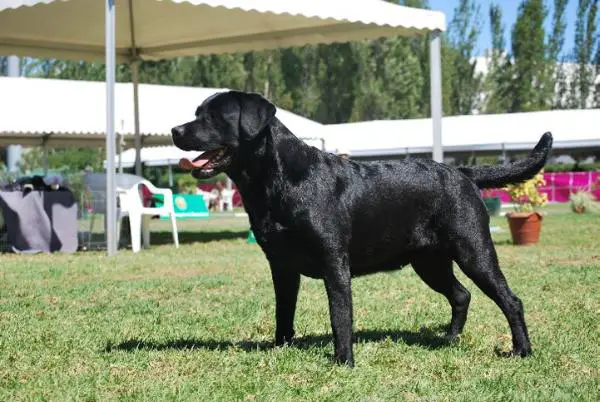 Shelby da Mata d'el Rei