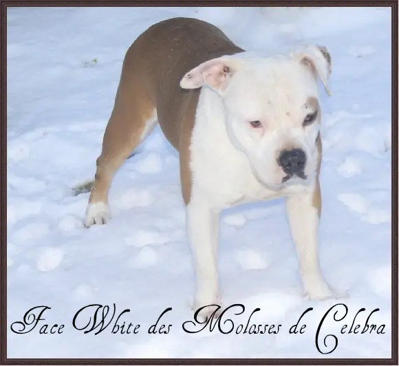 Face White des Molosses de Celebra