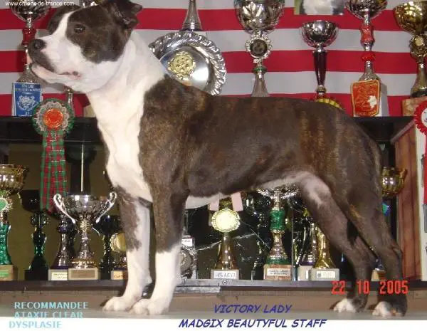 Victory Lady Madgix Beautyful Staff