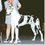 Royale's Clowning Around