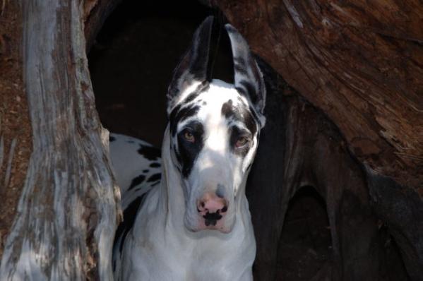 Royale Confetti of Notoriety