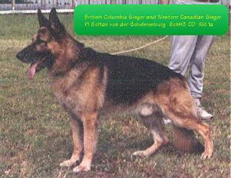 Soltan vd Schelmenburg