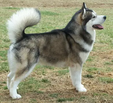 CH Kalamals Rhythm N Blues