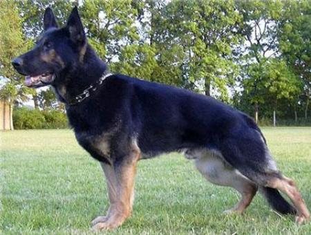 G Joker vom Klietzer See