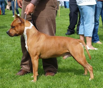 CH Tiger Tattoo's Austin Texas