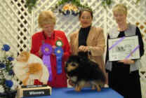 CAN CH Lowen's Our Moment In Time