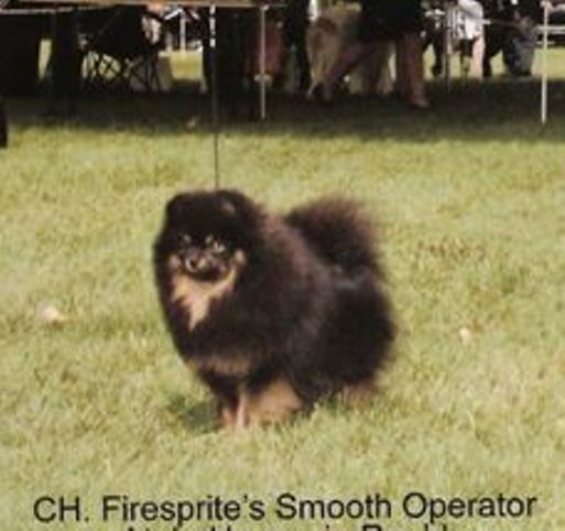 CAN CH Firesprite's Smooth Operator