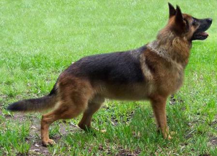 V-3 Wino vom Zampano