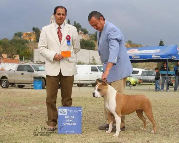 BISS PUPPY, INT CH, MEX JR CH, MEX CH, PAN CH Dare To Be Rovelo