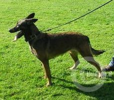 Kyra II (2005) [Dhr. G. L. Stevens, Haaksbergen]