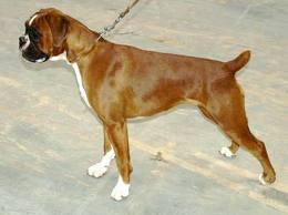 SINI SINI DE CINCO ROSAS