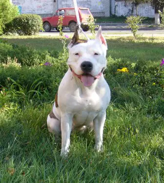 CH UA, GRCH UA Faiter Elizaveta Prima