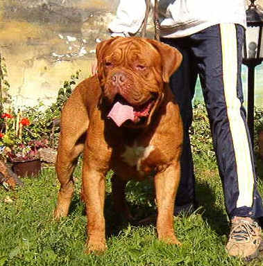 Tanakajd Szepe Zeus