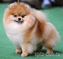 Sy Puppy Garden's Chaba-Kale