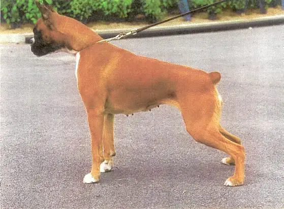 Nobelle des Jardins de Passiflore