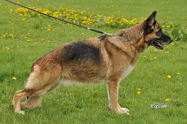 CH.PL V Anschy Equus