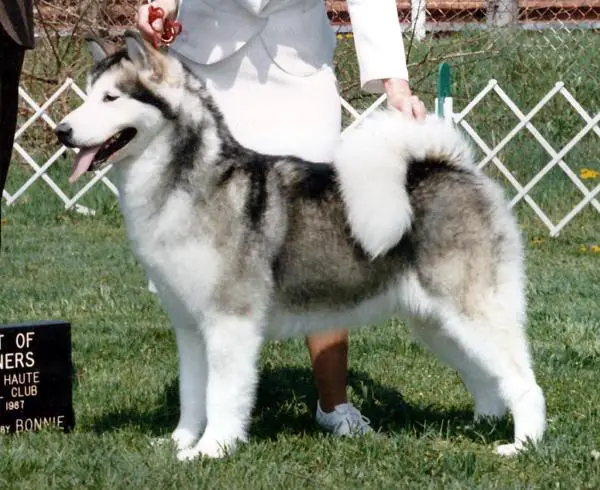 CH Sno Ridges Pretty Impressive