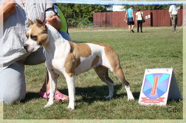 Expect no Mercy Sentinel