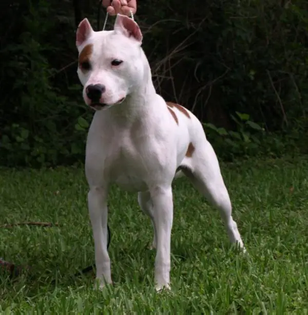 AKC/UKC CH Buenos Aires Fiery Tango