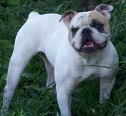 Tight'N'Tuff's Yoda of urbans