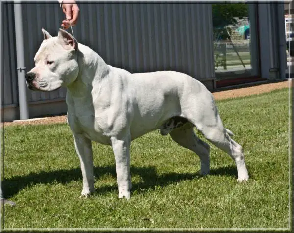 Red Raging Bull Cloud Master