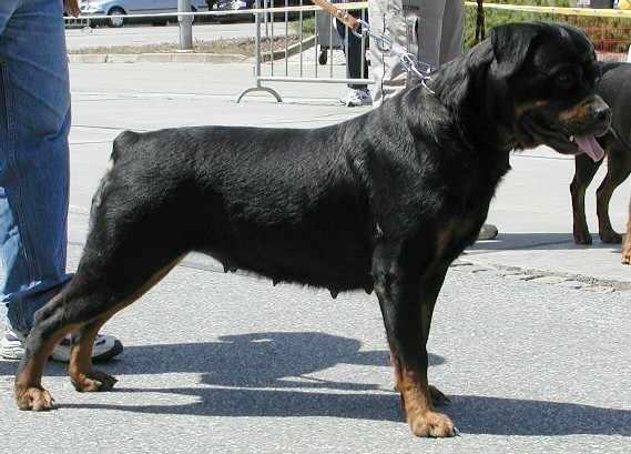 CZ, SLOV, SLOV JR CH Daisy Agag