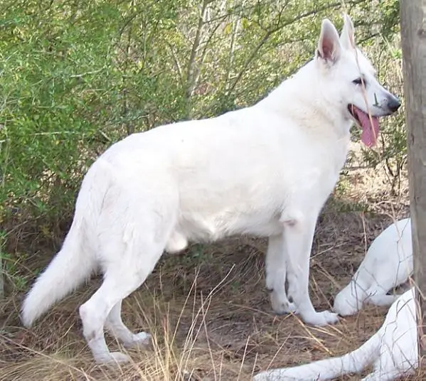 UKC CH Enchanted Foxhunt's White Knight