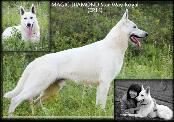 CH RU, CH RKF, CH: RFLS, RFSS, RFOS MAGIC-DIAMOND Star Way Royal