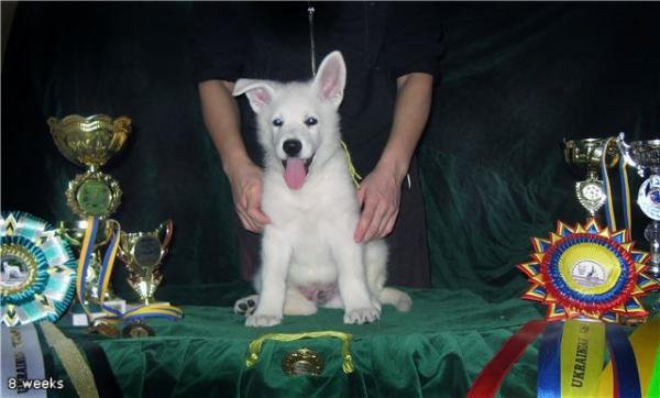 VIL-FRED Star Way Royal