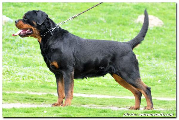 Desy Von Hause Acimov