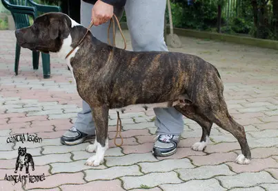 East Coast Red America