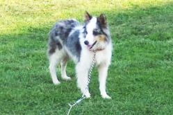 ChrissyBlueSkies ABCA 266602